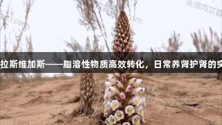 3499拉斯维加斯——脂溶性物质高效转化，日常养肾护肾的突破者！