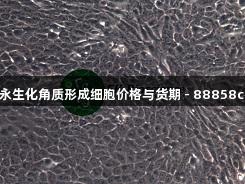 Hacat人永生化角质形成细胞价格与货期 - 88858cc永利官网