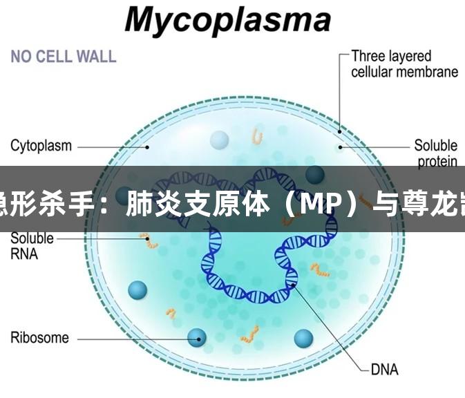 呼吸道感染的隐形杀手：肺炎支原体（MP）与尊龙凯时的防护策略