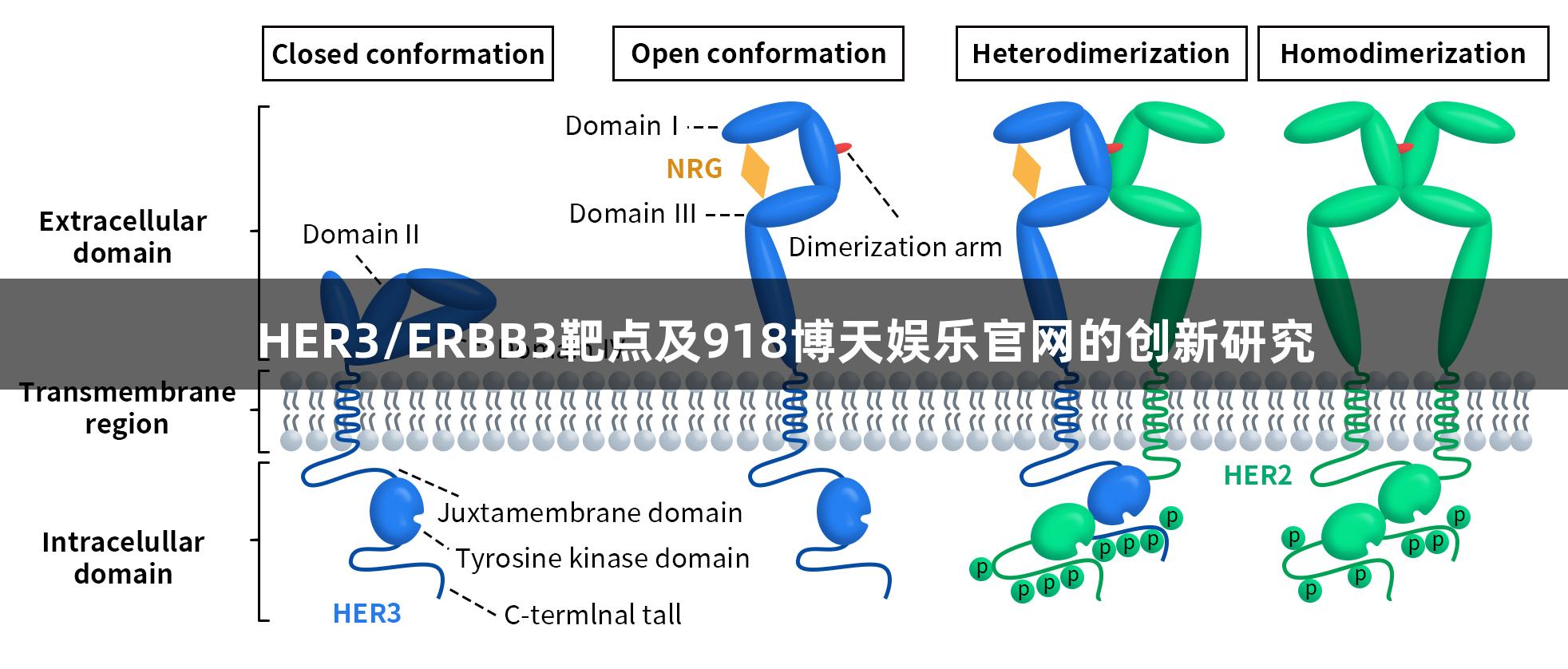HER3/ERBB3靶点及918博天娱乐官网的创新研究