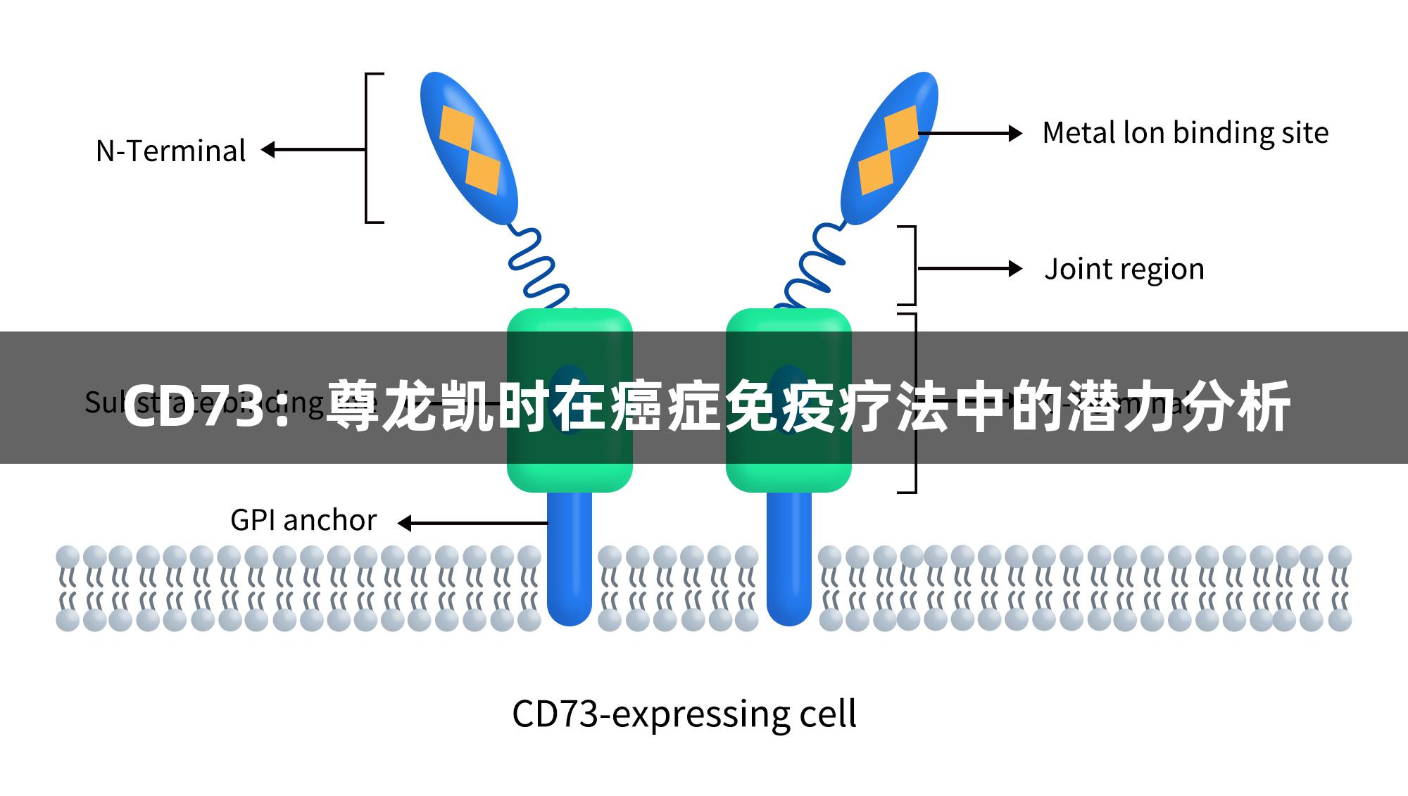 CD73：尊龙凯时在癌症免疫疗法中的潜力分析