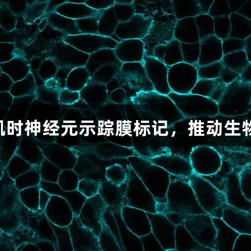 Z6·尊龙凯时神经元示踪膜标记，推动生物医疗研究