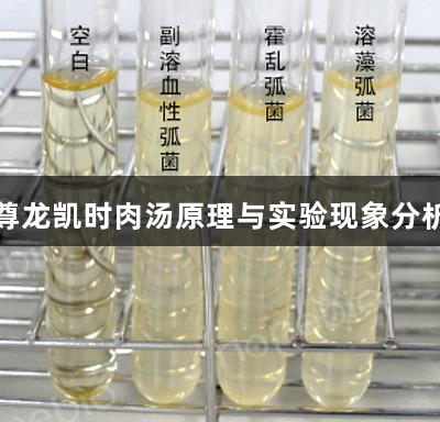 尊龙凯时肉汤原理与实验现象分析
