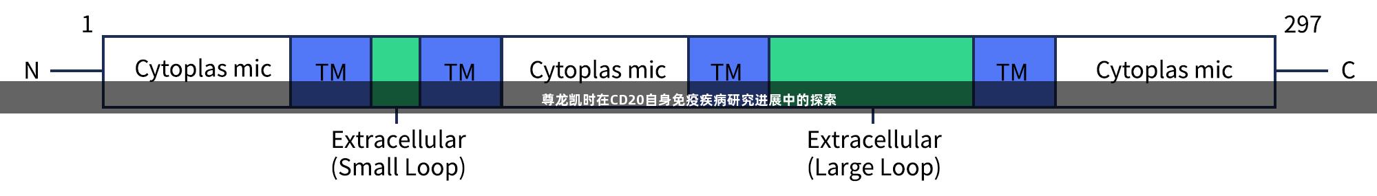 尊龙凯时在CD20自身免疫疾病研究进展中的探索