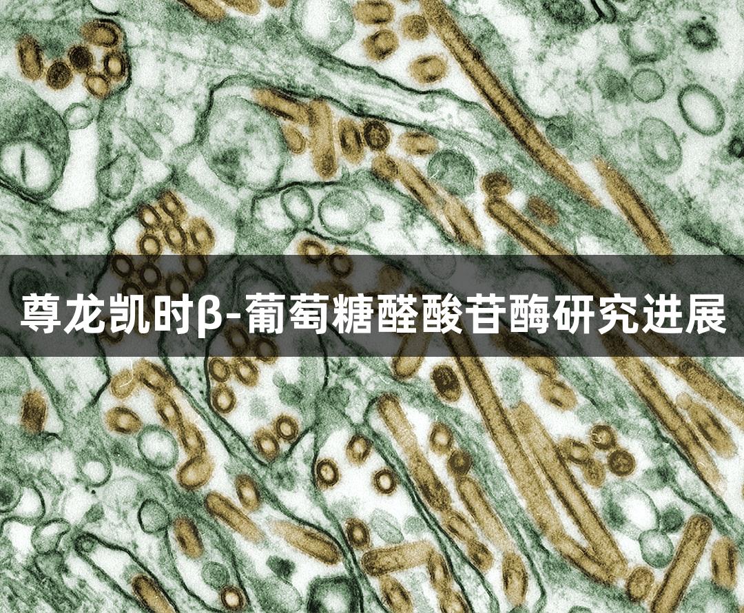 尊龙凯时β-葡萄糖醛酸苷酶研究进展