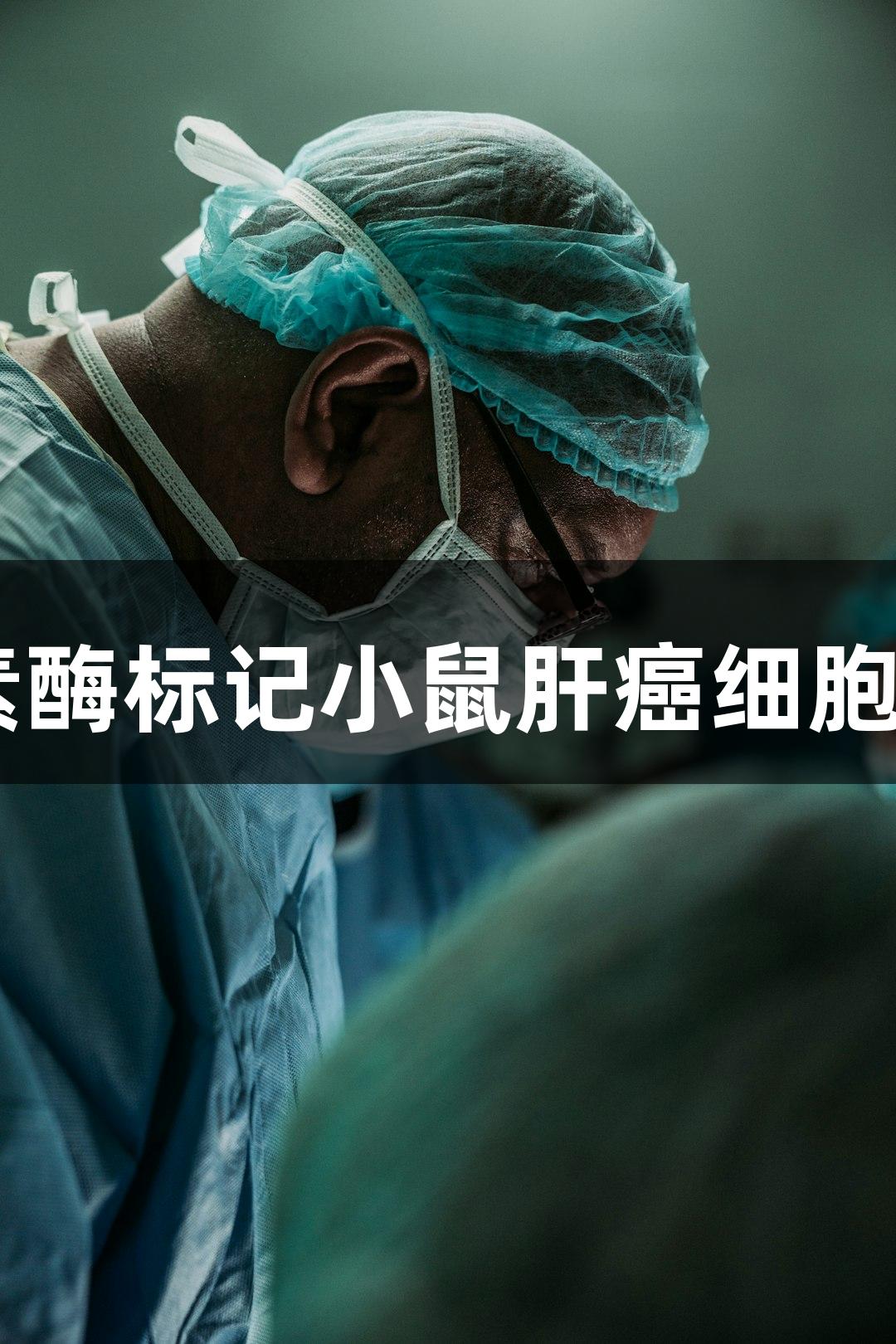 尊龙凯时荧光素酶标记小鼠肝癌细胞Hepa1-6+LUC
