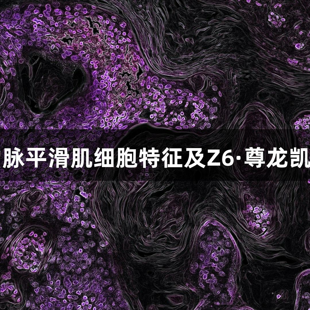 羊原代肺动脉平滑肌细胞特征及Z6·尊龙凯时应用潜力