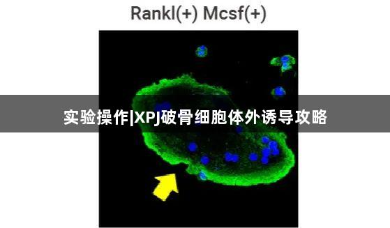 实验操作|XPJ破骨细胞体外诱导攻略