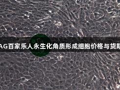 AG百家乐人永生化角质形成细胞价格与货期