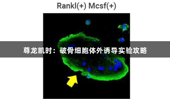 尊龙凯时：破骨细胞体外诱导实验攻略