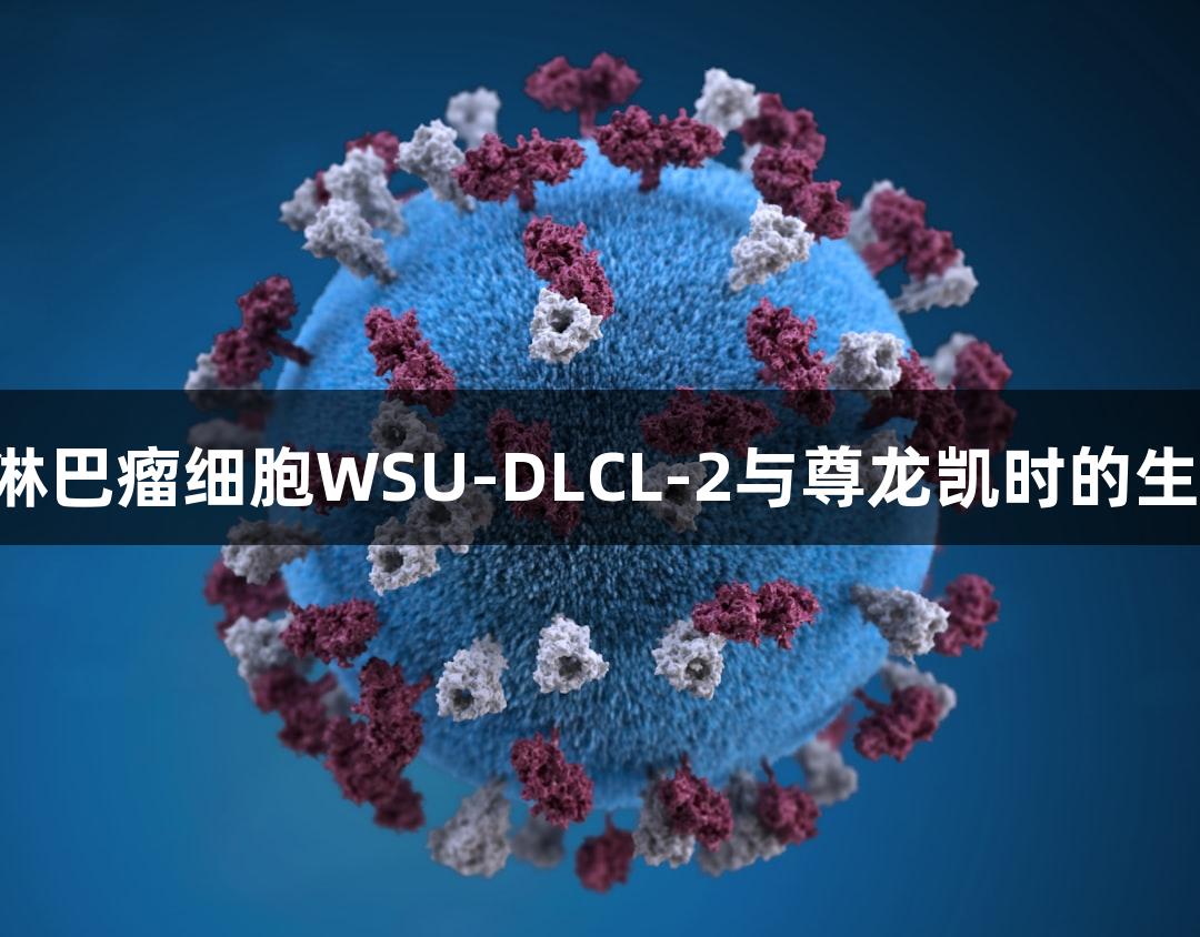 人弥漫大B淋巴瘤细胞WSU-DLCL-2与尊龙凯时的生物医疗研究