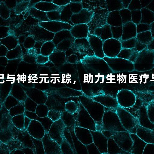 尊龙凯时膜标记与神经元示踪，助力生物医疗与神经科学研究