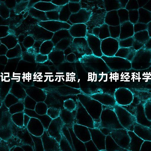 尊龙凯时膜标记与神经元示踪，助力神经科学与组织学研究