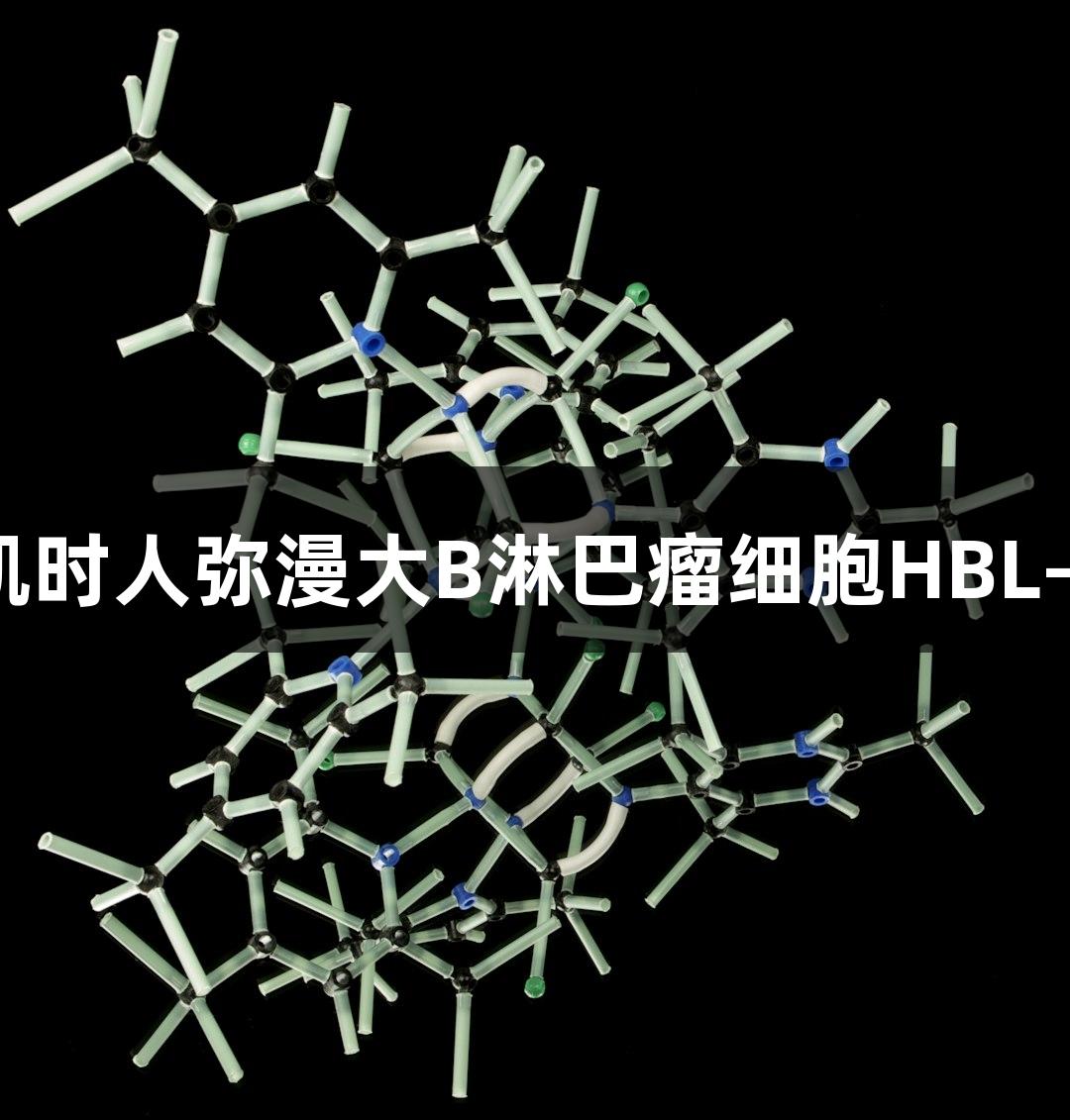 尊龙凯时人弥漫大B淋巴瘤细胞HBL-1研究