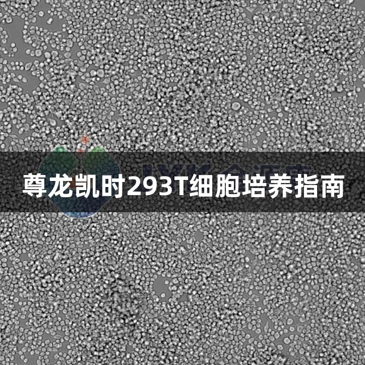 尊龙凯时293T细胞培养指南
