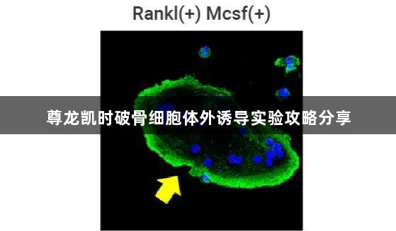 尊龙凯时破骨细胞体外诱导实验攻略分享