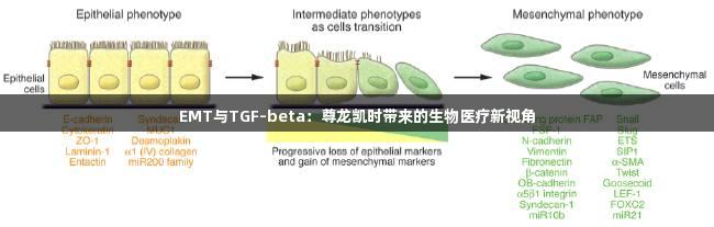 EMT与TGF-beta：尊龙凯时带来的生物医疗新视角