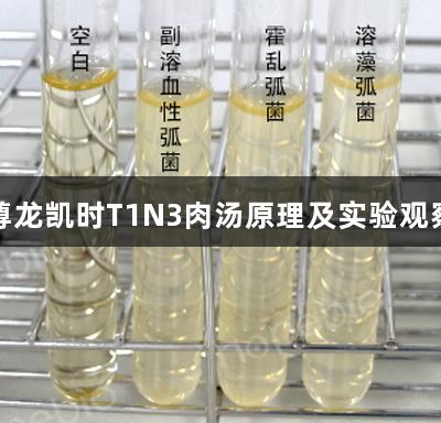 尊龙凯时T1N3肉汤原理及实验观察