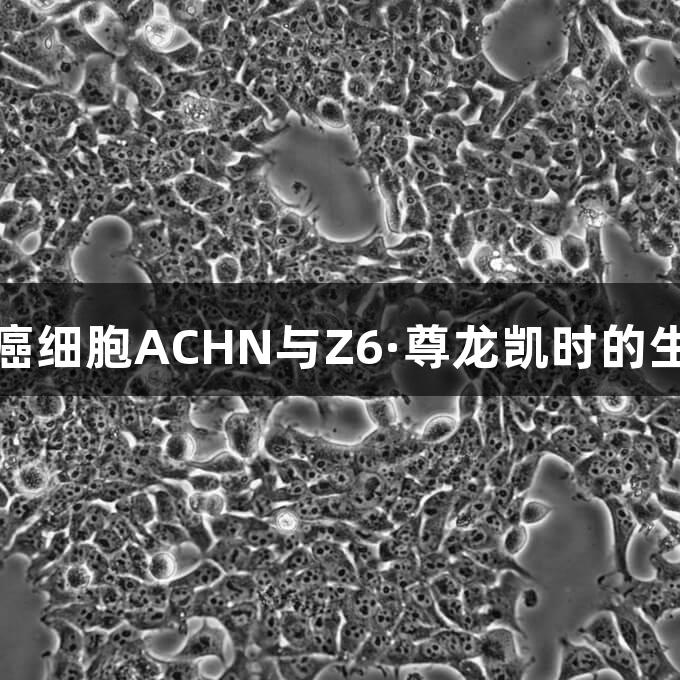 人肾细胞腺癌细胞ACHN与Z6·尊龙凯时的生物医疗研究