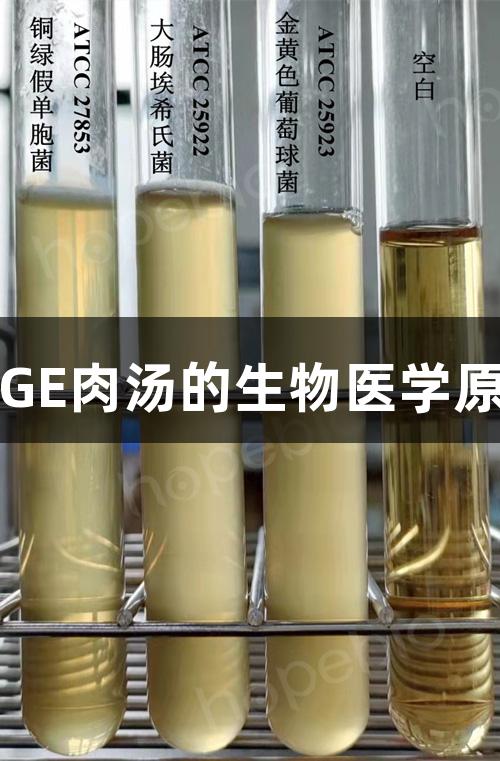 尊龙凯时m-TGE肉汤的生物医学原理与应用方法