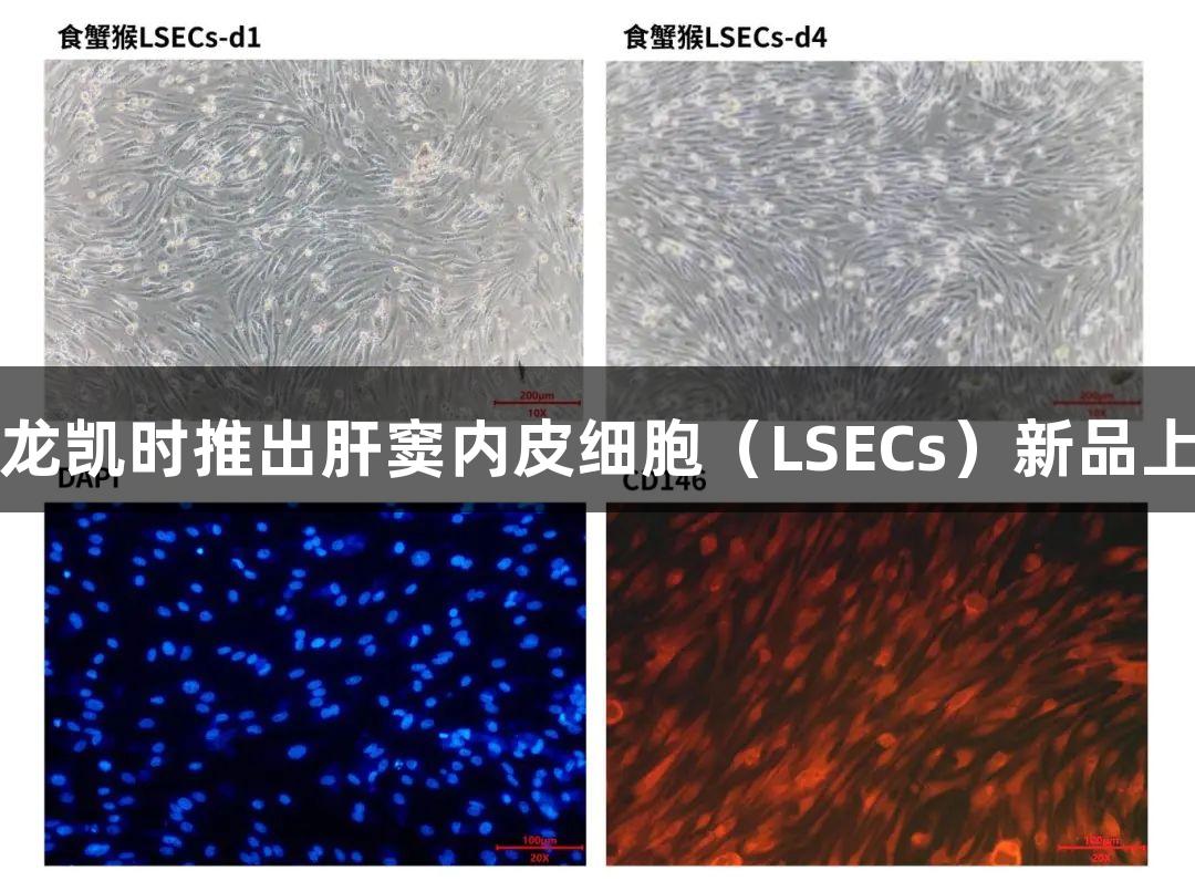 尊龙凯时推出肝窦内皮细胞（LSECs）新品上市