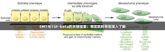 EMT与TGF-beta的关键探索：尊龙凯时带您深入了解