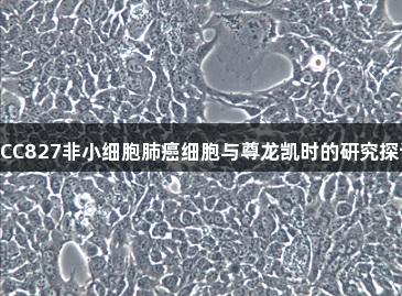 HCC827非小细胞肺癌细胞与尊龙凯时的研究探讨
