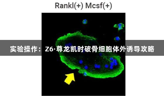 实验操作：Z6·尊龙凯时破骨细胞体外诱导攻略