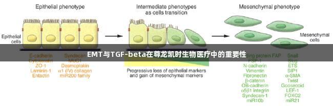 EMT与TGF-beta在尊龙凯时生物医疗中的重要性