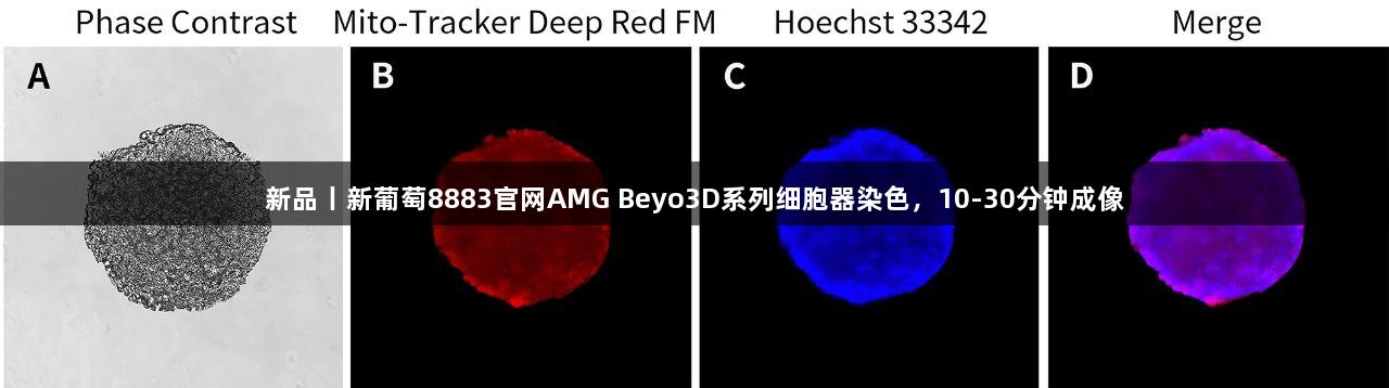 新品丨新葡萄8883官网AMG Beyo3D系列细胞器染色，10-30分钟成像