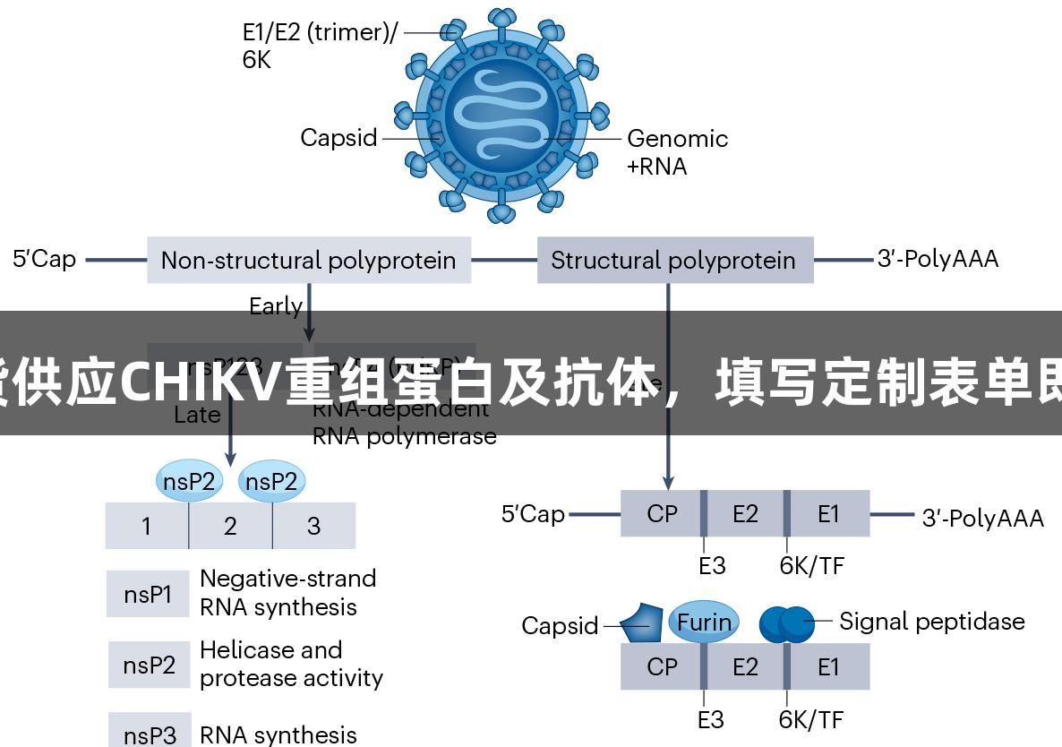 尊龙凯时现货供应CHIKV重组蛋白及抗体，填写定制表单即享惊喜礼品！