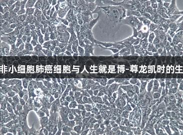 HCC827人非小细胞肺癌细胞与人生就是博-尊龙凯时的生物医疗探索