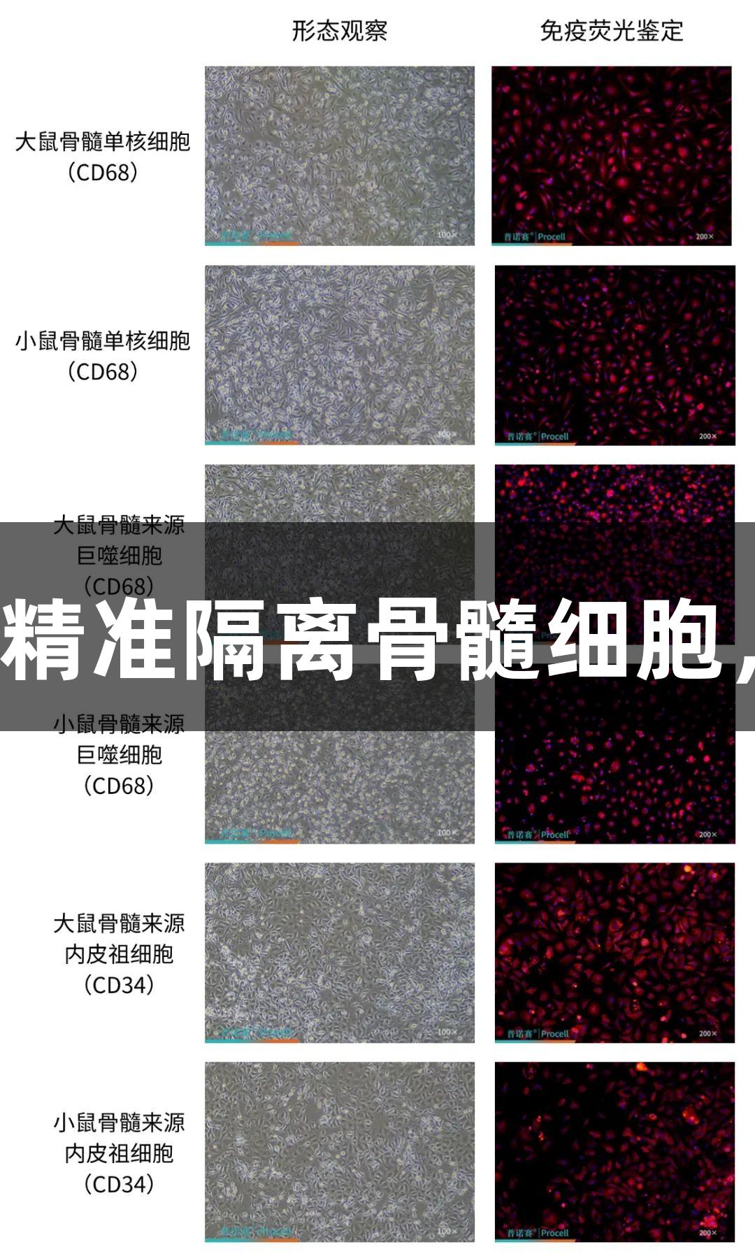 普诺赛®骨髓细胞分离培养试剂盒——精准隔离骨髓细胞，助力人生就是博-尊龙凯时多元研究！
