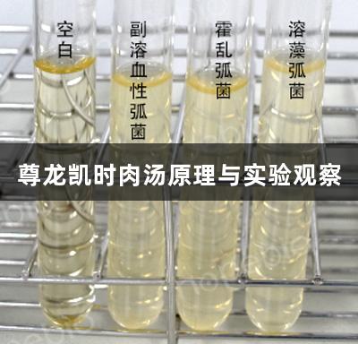 尊龙凯时肉汤原理与实验观察