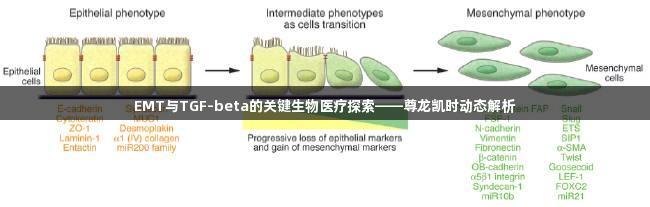 EMT与TGF-beta的关键生物医疗探索——尊龙凯时动态解析