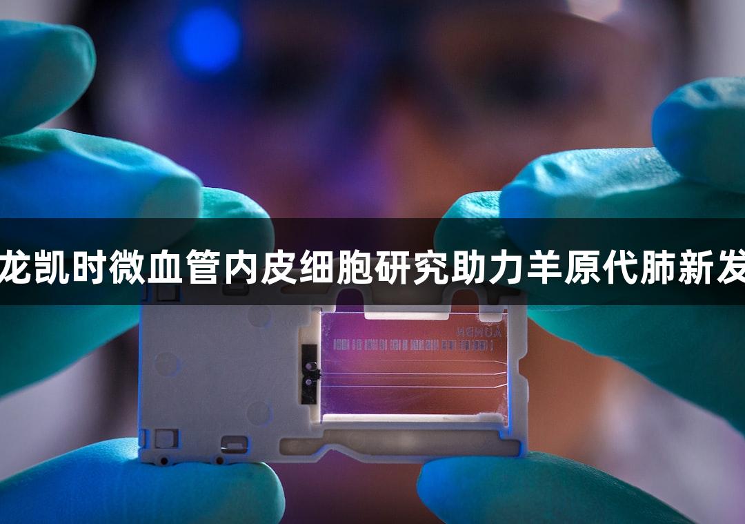 尊龙凯时微血管内皮细胞研究助力羊原代肺新发现