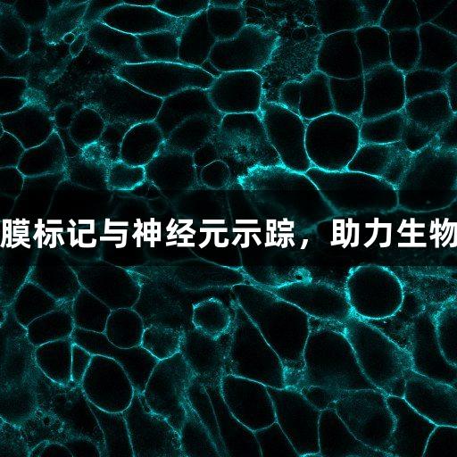 尊龙凯时膜标记与神经元示踪，助力生物医学研究
