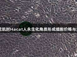 尊龙凯时Hacat人永生化角质形成细胞价格与货期