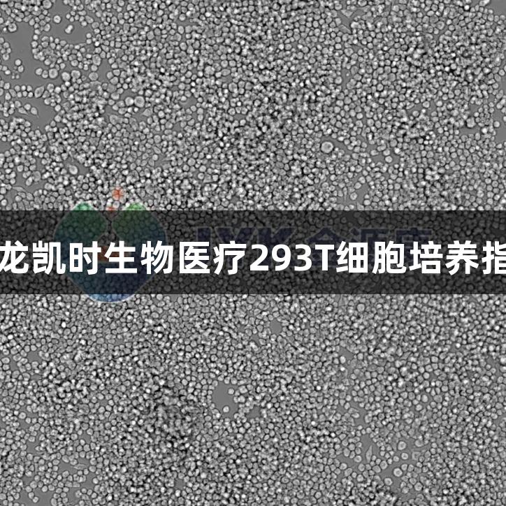 尊龙凯时生物医疗293T细胞培养指南