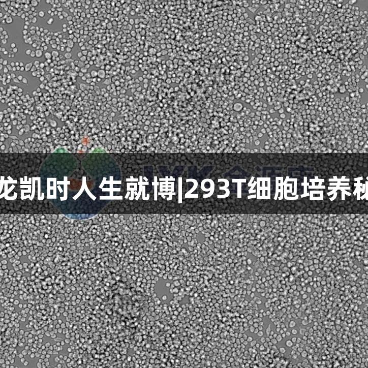 尊龙凯时人生就博|293T细胞培养秘籍