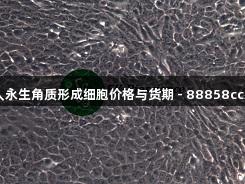 Hacat人永生角质形成细胞价格与货期 - 88858cc永利官网