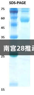 佛山基孔肯雅热疫情下，南宫28推动检测突破与疫苗新曙光
