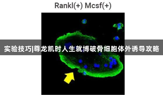 实验技巧|尊龙凯时人生就博破骨细胞体外诱导攻略