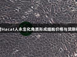 尊龙凯时Hacat人永生化角质形成细胞价格与货期相关信息