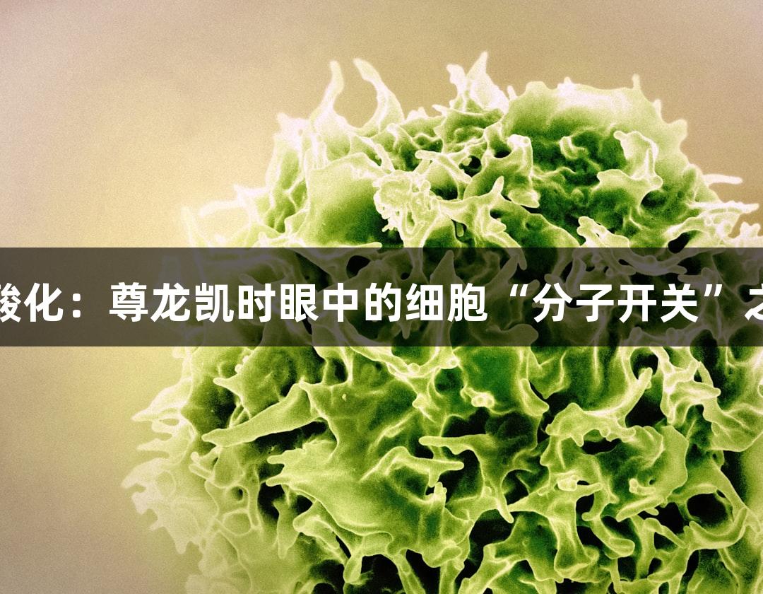 磷酸化：尊龙凯时眼中的细胞“分子开关”之爱