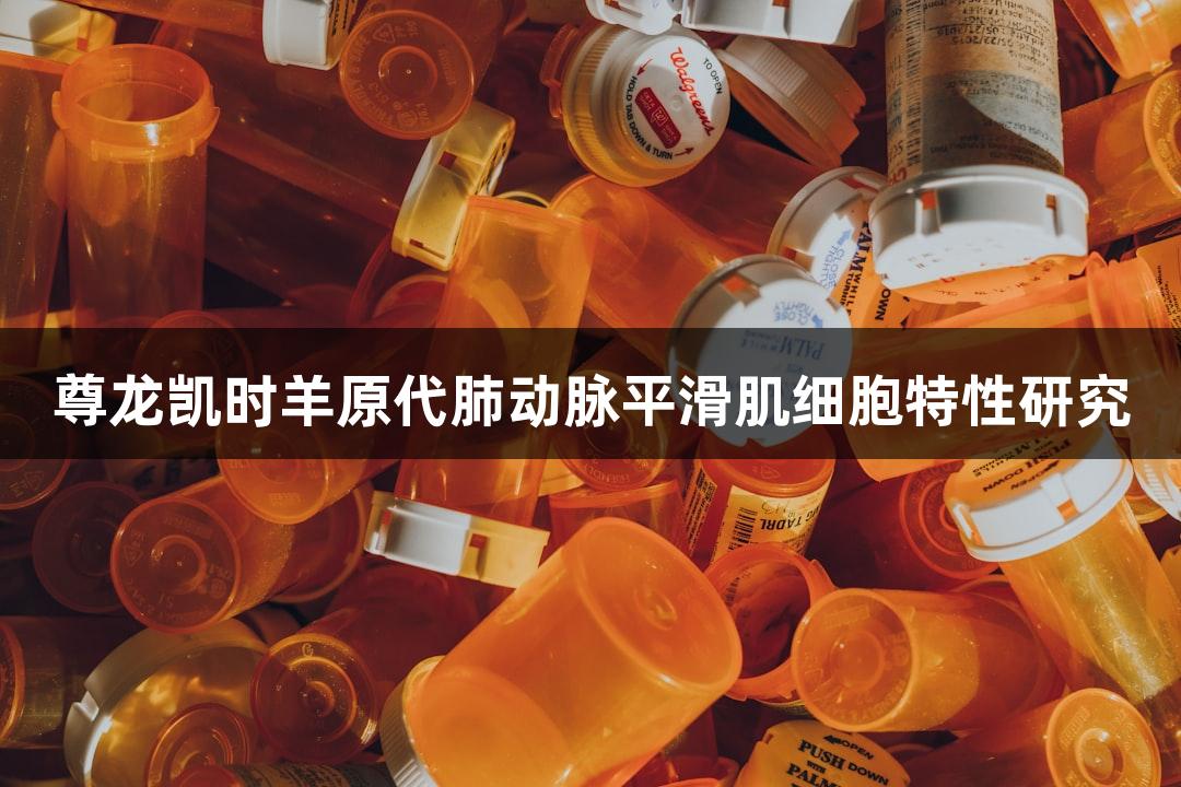 尊龙凯时羊原代肺动脉平滑肌细胞特性研究
