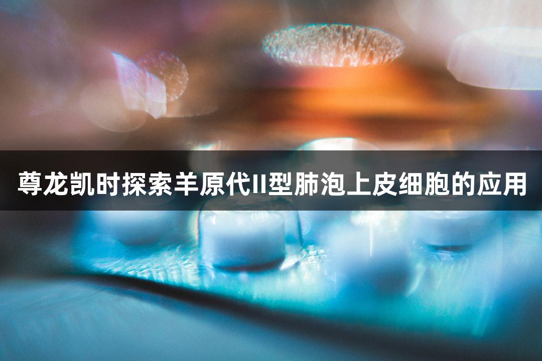 尊龙凯时探索羊原代II型肺泡上皮细胞的应用