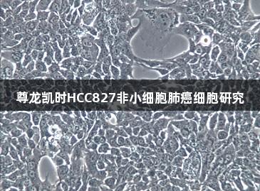 尊龙凯时HCC827非小细胞肺癌细胞研究