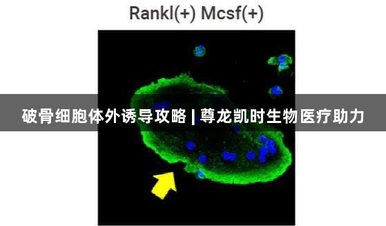 破骨细胞体外诱导攻略 | 尊龙凯时生物医疗助力