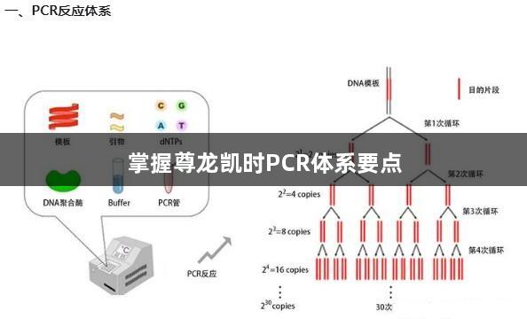 掌握尊龙凯时PCR体系要点